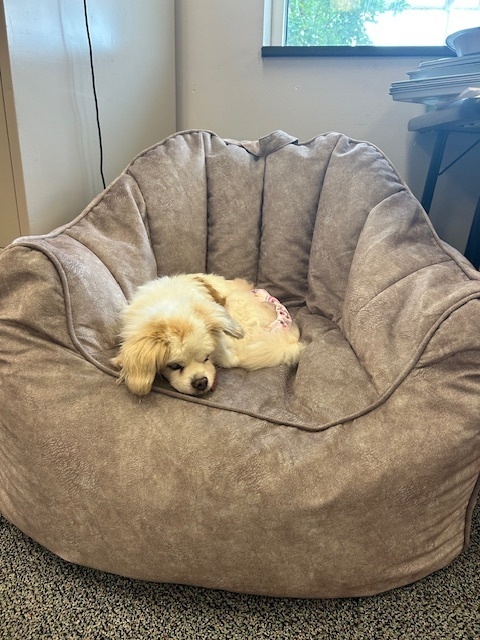 Melba, an adoptable Pekingese in Wake Forest, NC, 27587 | Photo Image 6