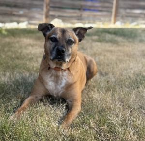 Vinnie - AVAILABLE Pit Bull Terrier Dog