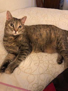 Hailey