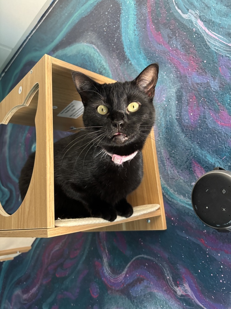 Inky, an adoptable Domestic Short Hair in Lafayette, CO, 80026 | Photo Image 1