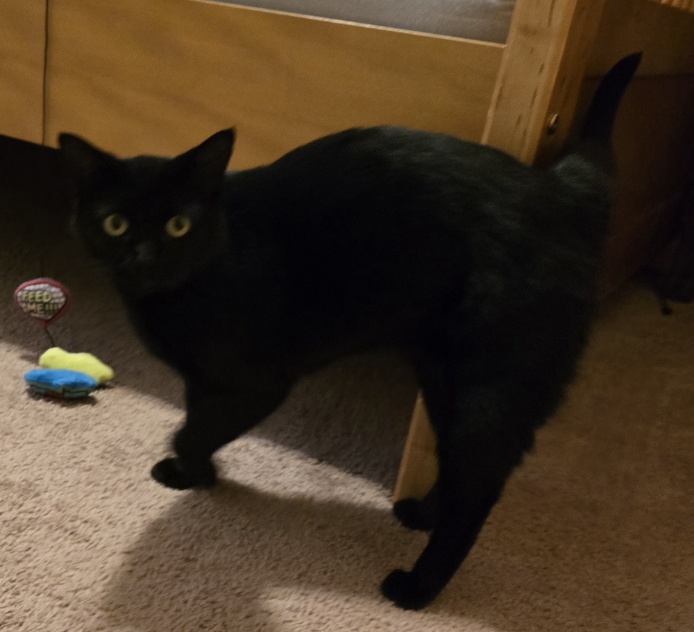 Inky, an adoptable Domestic Short Hair in Lafayette, CO, 80026 | Photo Image 2