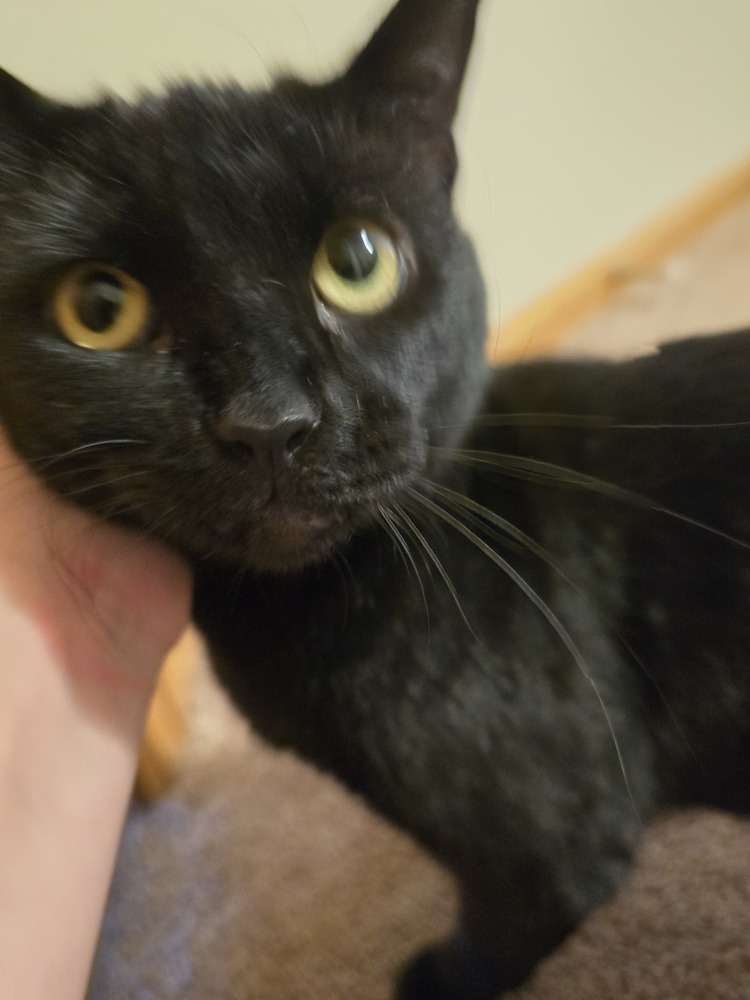 Inky, an adoptable Domestic Short Hair in Lafayette, CO, 80026 | Photo Image 3