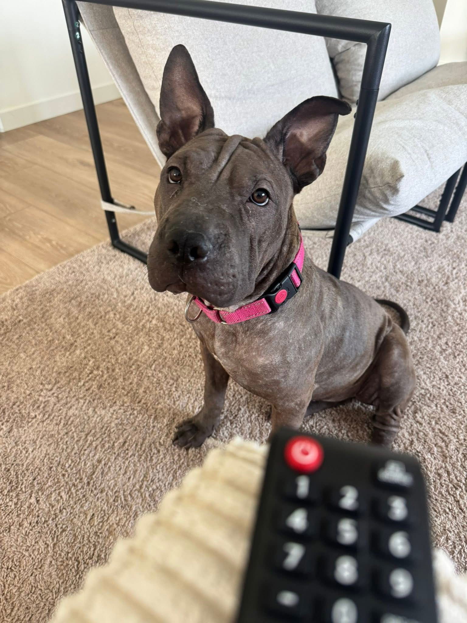 Sharkleberry, an adoptable Shar-Pei in Polson, MT, 59860 | Photo Image 1