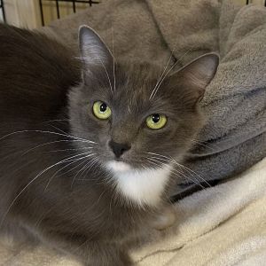 Well hello there Im Phoebe I am a one and a half year old domestic medium haired small sized s
