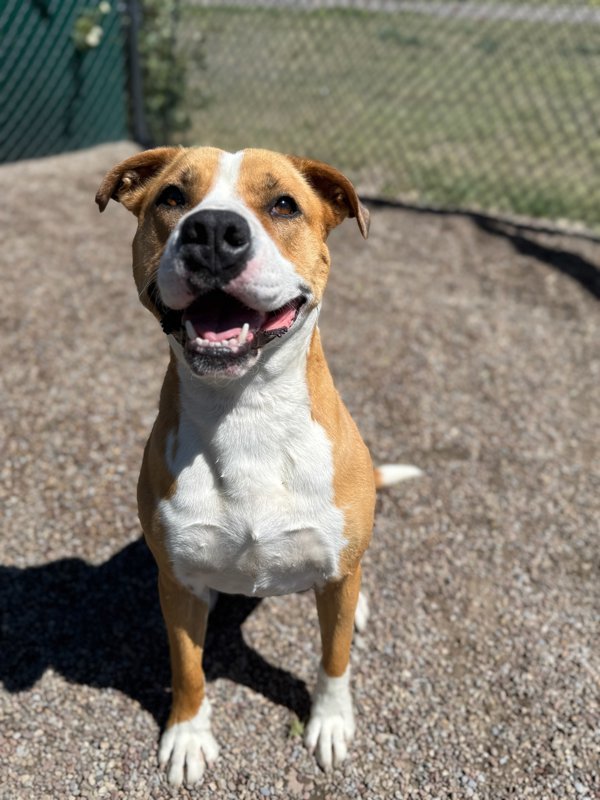 Akela, an adoptable Mixed Breed in Great Falls, MT, 59405 | Photo Image 1