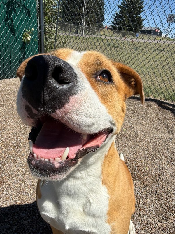 Akela, an adoptable Mixed Breed in Great Falls, MT, 59405 | Photo Image 2