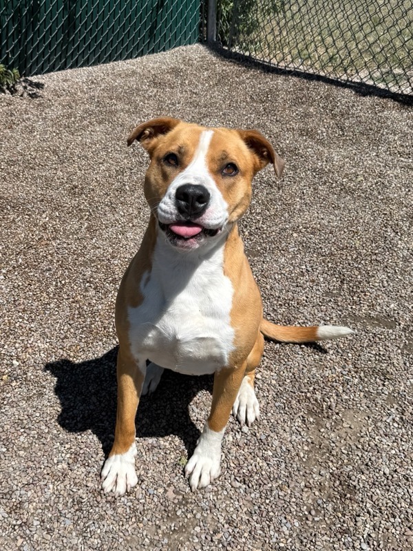 Akela, an adoptable Mixed Breed in Great Falls, MT, 59405 | Photo Image 3