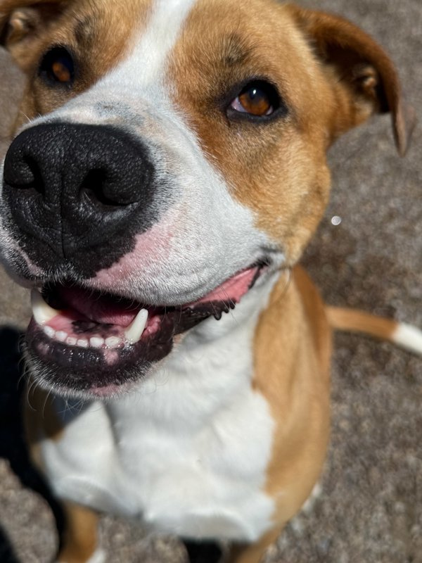 Akela, an adoptable Mixed Breed in Great Falls, MT, 59405 | Photo Image 4