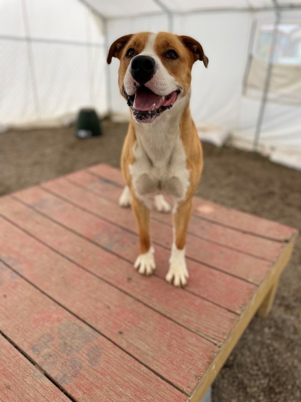 Akela, an adoptable Mixed Breed in Great Falls, MT, 59405 | Photo Image 5