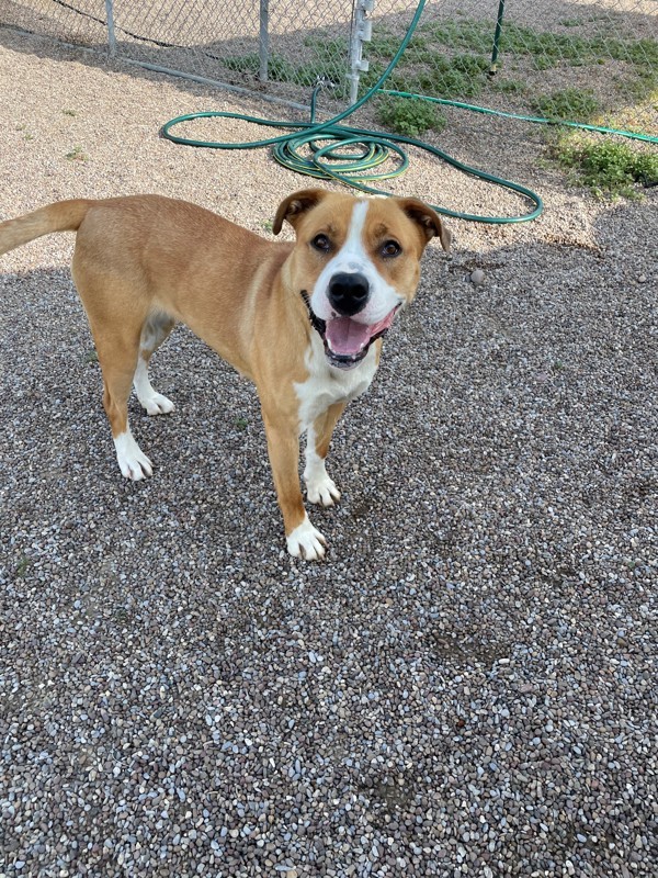 Akela, an adoptable Mixed Breed in Great Falls, MT, 59405 | Photo Image 6