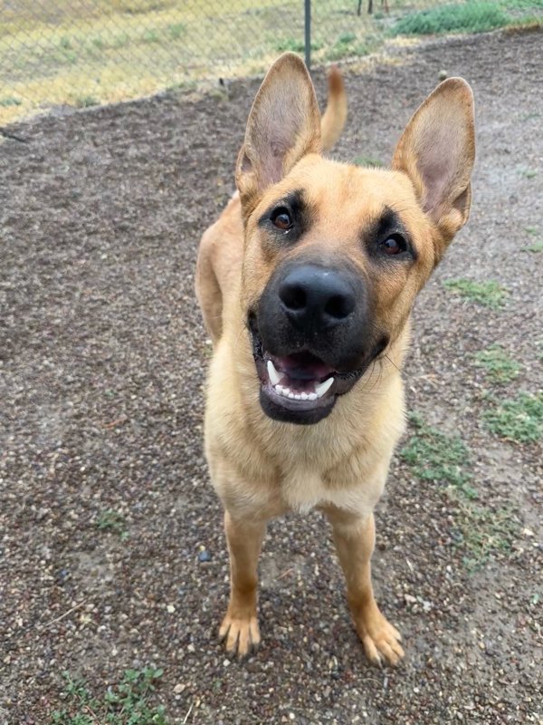 George, an adoptable Mixed Breed in Great Falls, MT, 59405 | Photo Image 1