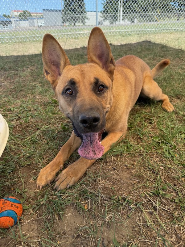 George, an adoptable Mixed Breed in Great Falls, MT, 59405 | Photo Image 2
