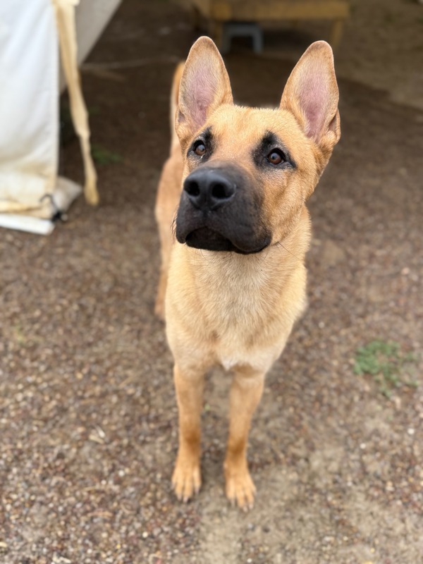George, an adoptable Mixed Breed in Great Falls, MT, 59405 | Photo Image 3