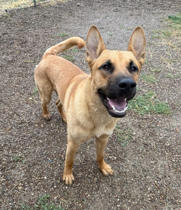 George, an adoptable Mixed Breed in Great Falls, MT, 59405 | Photo Image 4