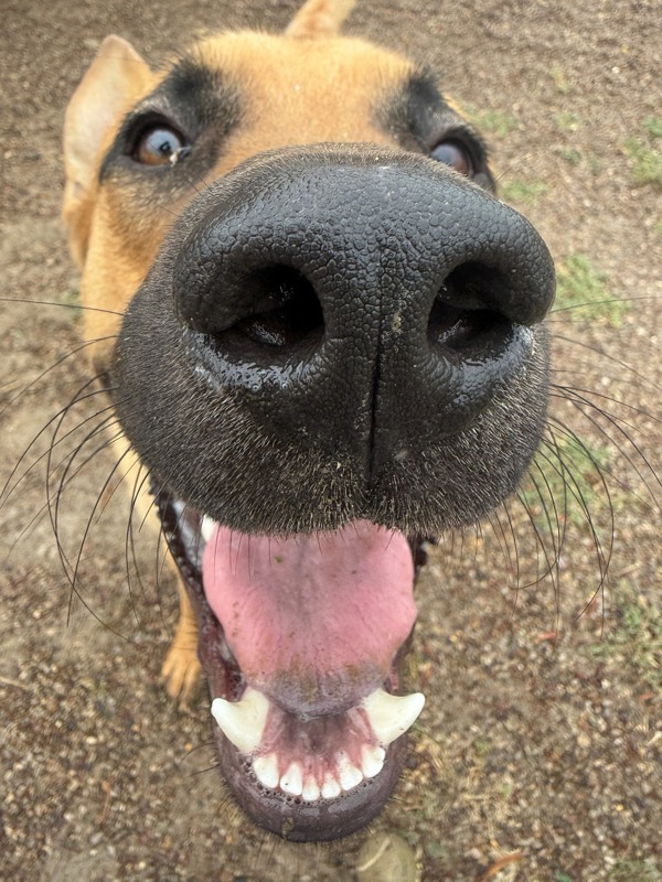 George, an adoptable Mixed Breed in Great Falls, MT, 59405 | Photo Image 5