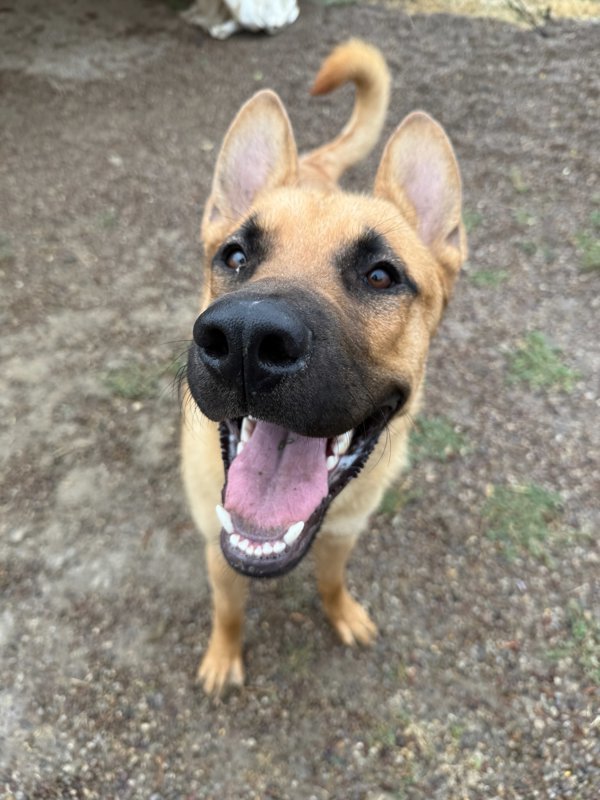 George, an adoptable Mixed Breed in Great Falls, MT, 59405 | Photo Image 6