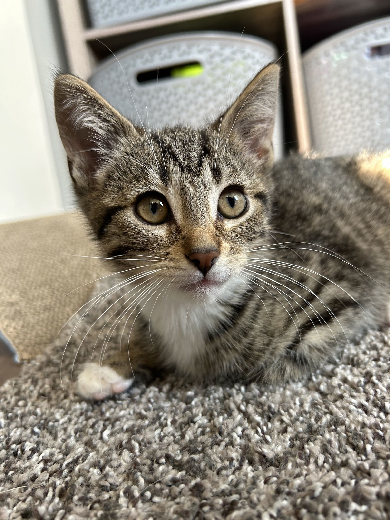 Mylo (must be adopted with Bart)