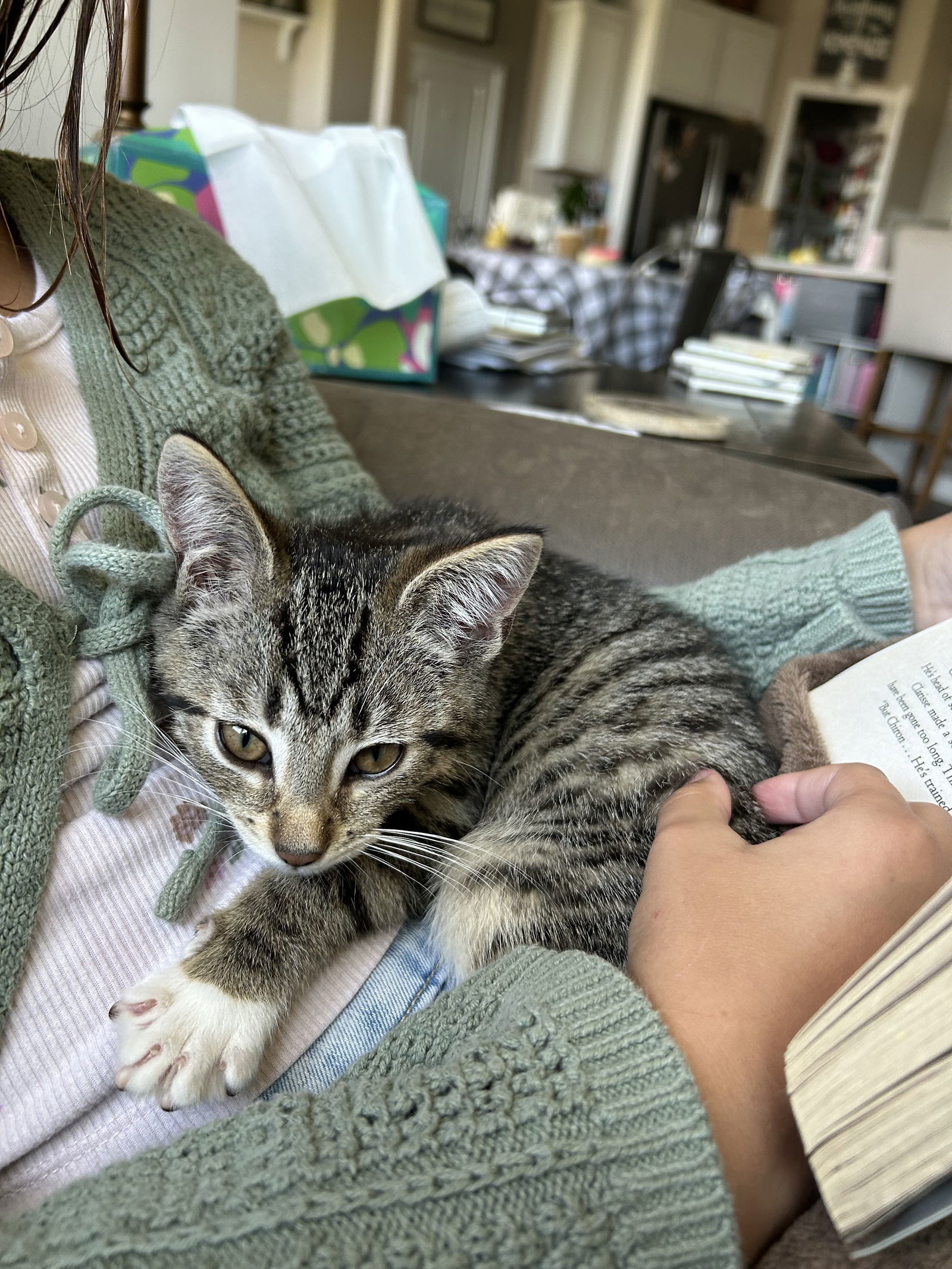 Mylo (must be adopted with Bart)