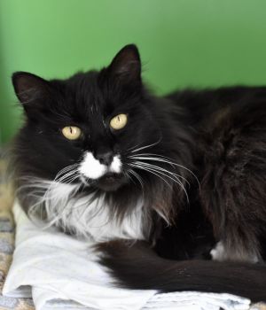 Maeby came to Good Mews after her beloved owner passed away While we dont know much about her past 