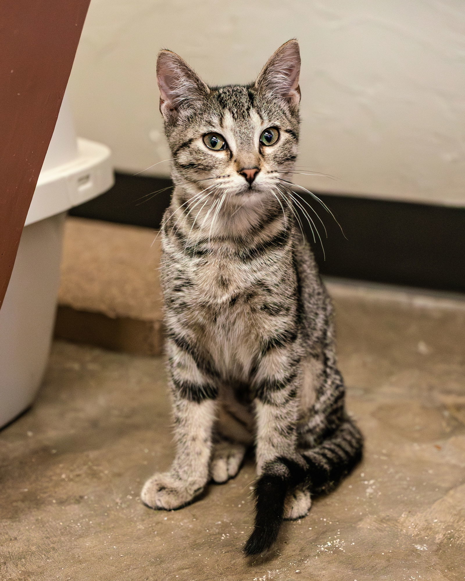 Denali, an adoptable Tabby, Siamese in Clinton, OK, 73601 | Photo Image 1