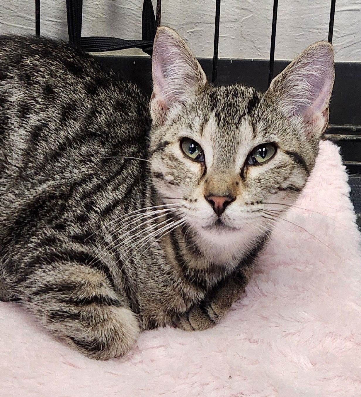 Denali, an adoptable Tabby, Siamese in Clinton, OK, 73601 | Photo Image 2