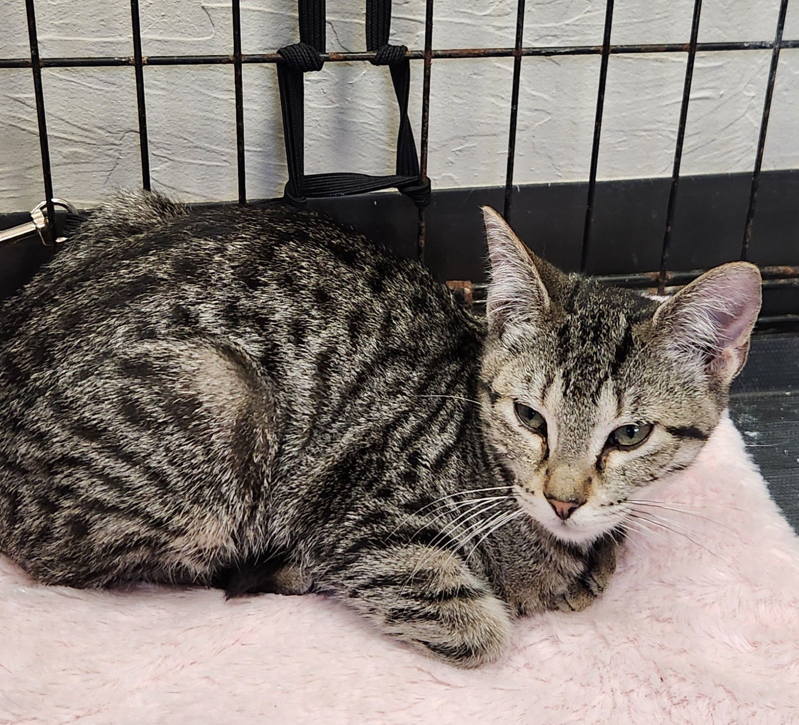 Denali, an adoptable Tabby, Siamese in Clinton, OK, 73601 | Photo Image 3