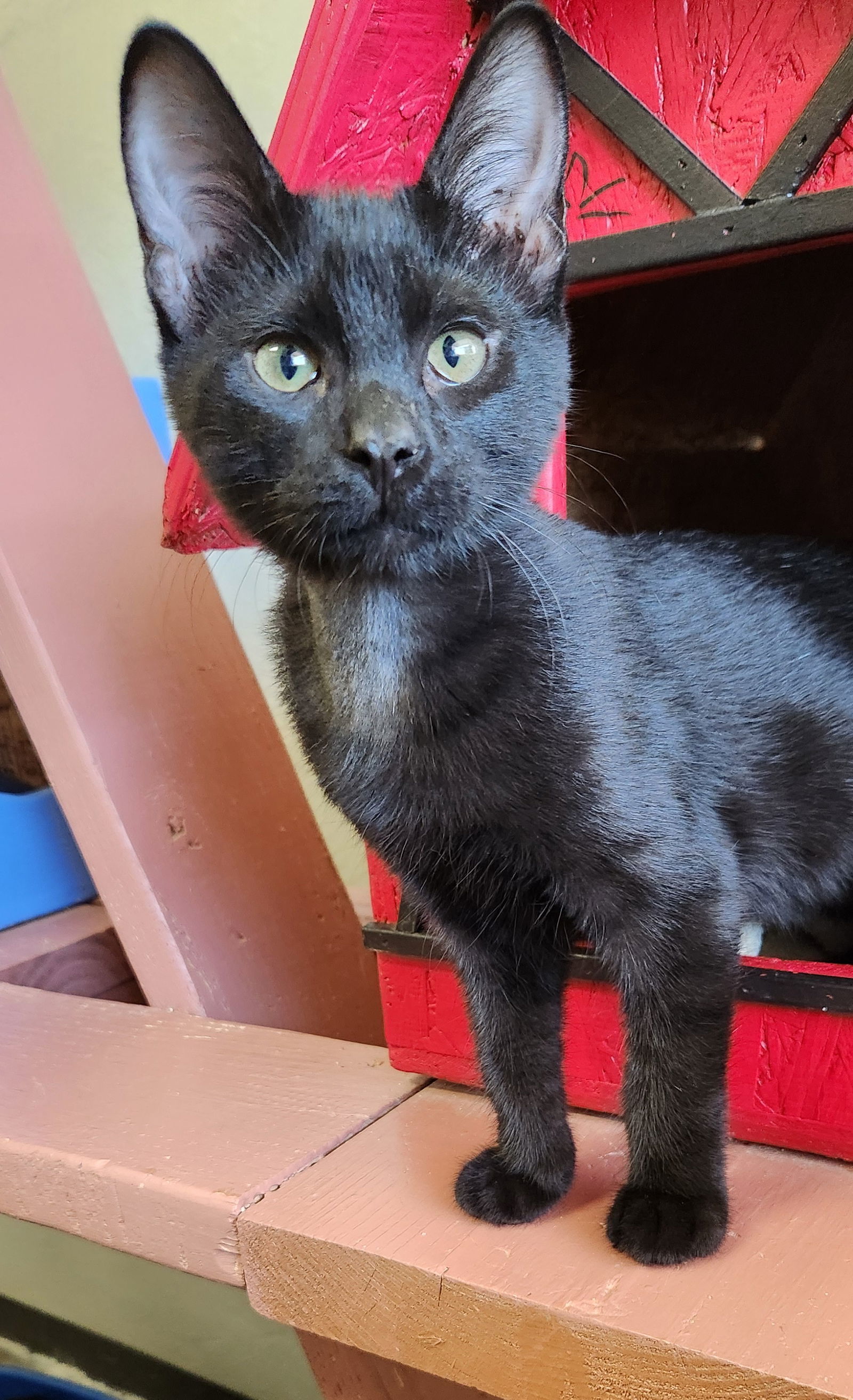 Dino, an adoptable American Shorthair in Clinton, OK, 73601 | Photo Image 1