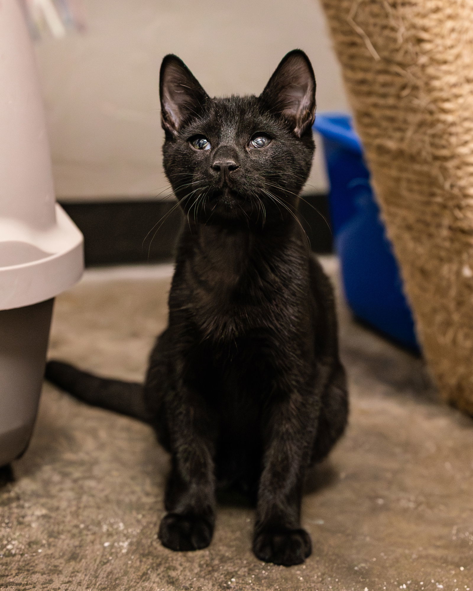 Dino, an adoptable American Shorthair in Clinton, OK, 73601 | Photo Image 3
