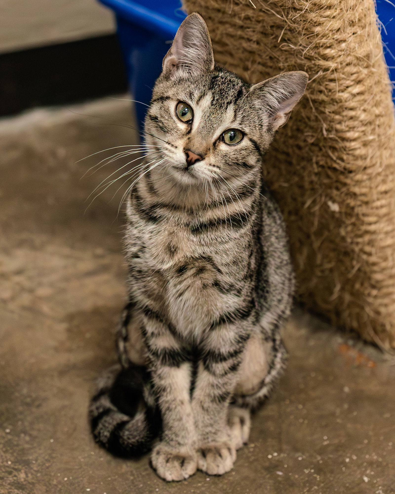 McKinley, an adoptable Tabby, Siamese in Clinton, OK, 73601 | Photo Image 1