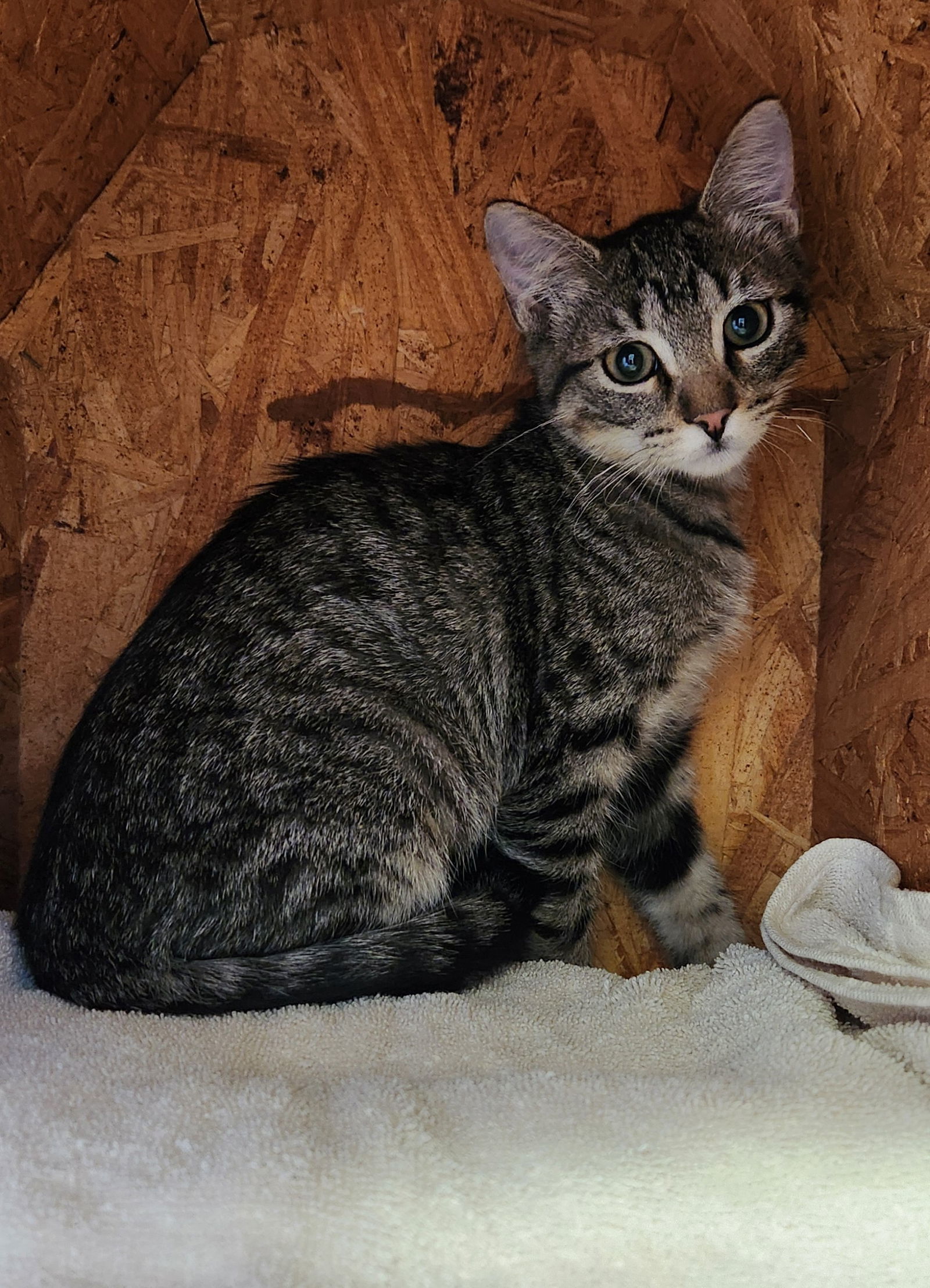 McKinley, an adoptable Tabby, Siamese in Clinton, OK, 73601 | Photo Image 2