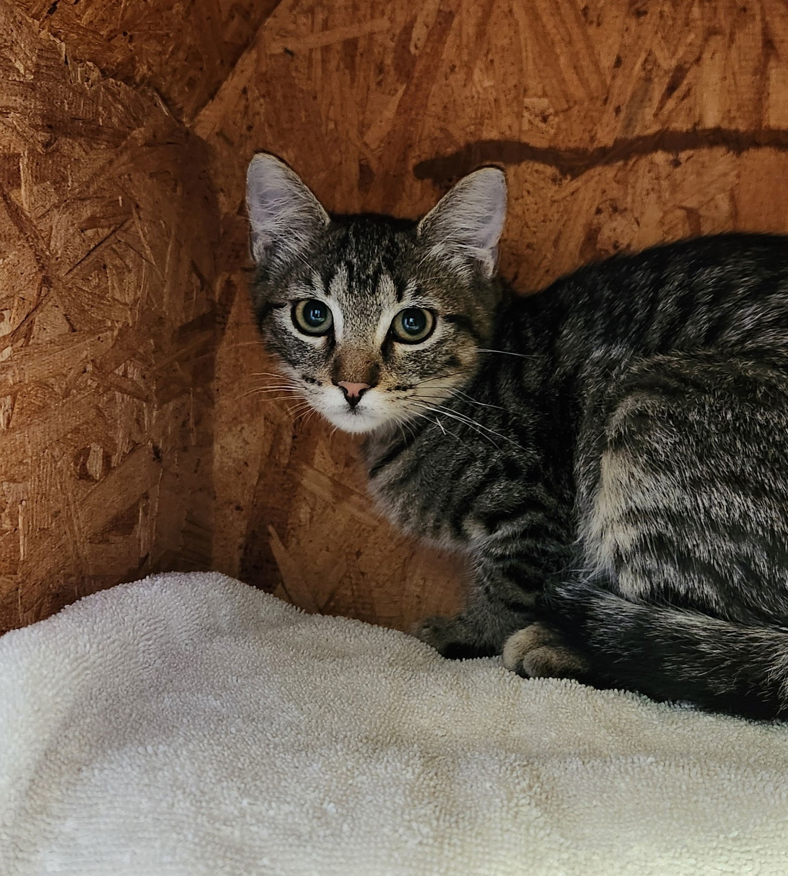 McKinley, an adoptable Tabby, Siamese in Clinton, OK, 73601 | Photo Image 3