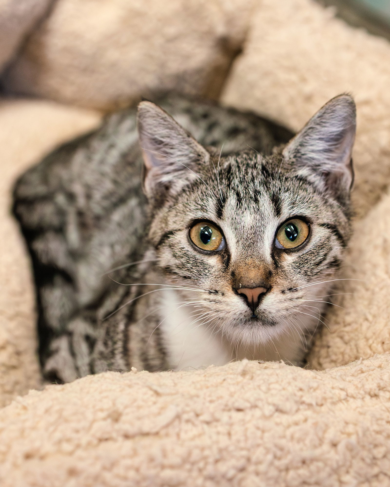 Zion, an adoptable Tabby, Siamese in Clinton, OK, 73601 | Photo Image 1