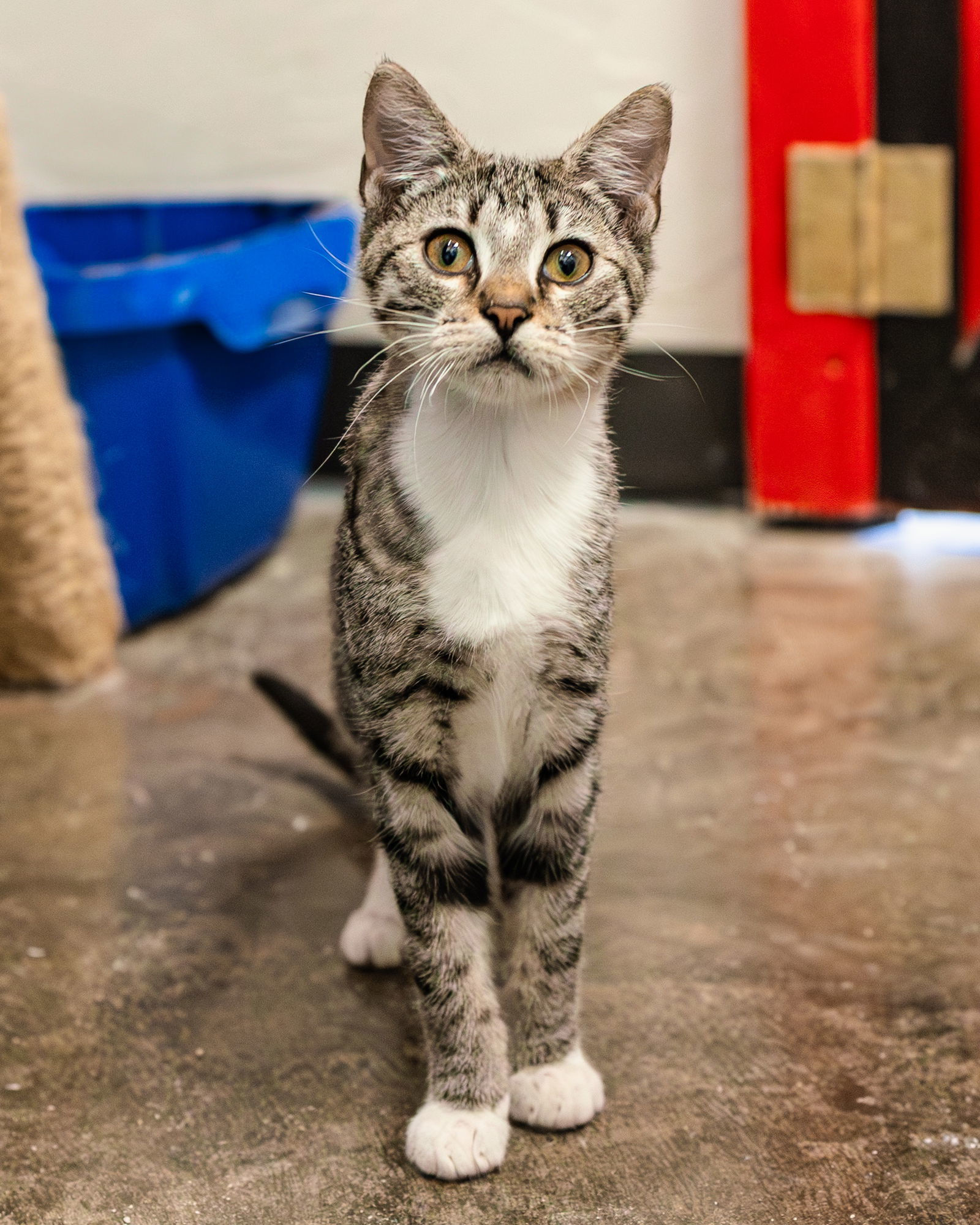 Zion, an adoptable Tabby, Siamese in Clinton, OK, 73601 | Photo Image 2