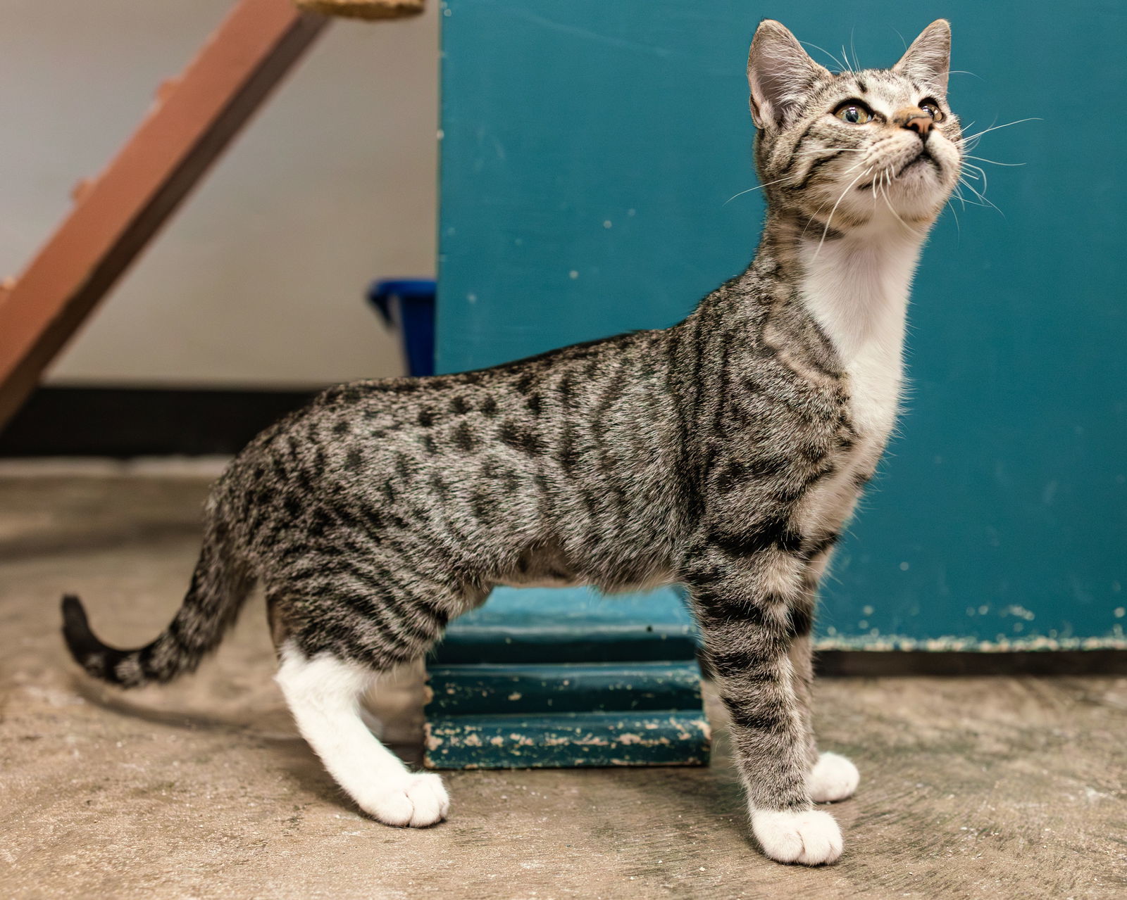 Zion, an adoptable Tabby, Siamese in Clinton, OK, 73601 | Photo Image 3