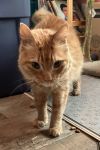 Meeps photo 1