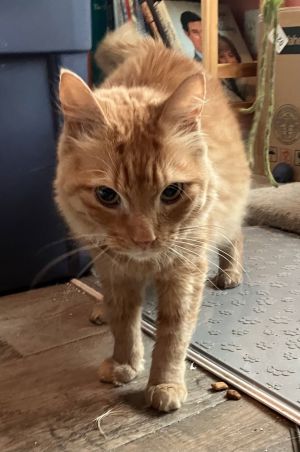 Meeps, Adult Female unknown