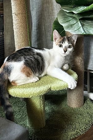 Nutmeg Spritz, Baby Female unknown