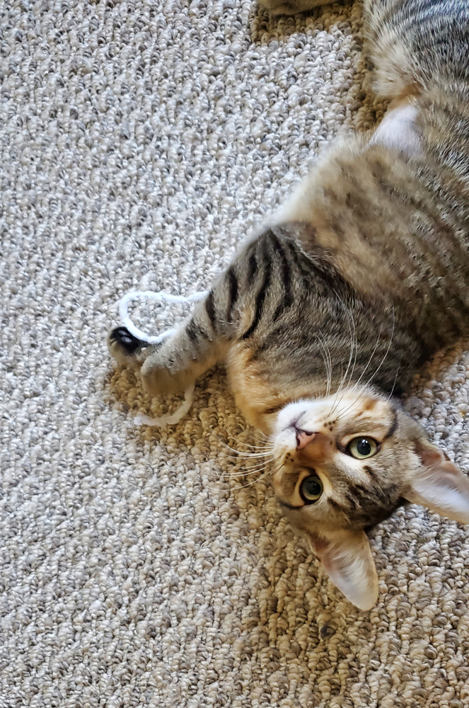 Sally