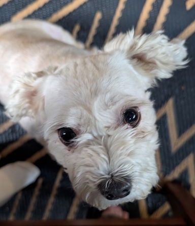 Mayari in FL, an adoptable Havanese in Wilton Manors, FL, 33305 | Photo Image 2