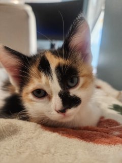 Anabelle*, Adult Female unknown
