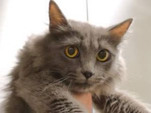 Sammi Sweetheart*, Adult Female unknown