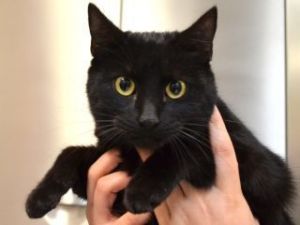 Luna*, Adult Female unknown