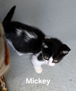 Mickey, Baby Male unknown