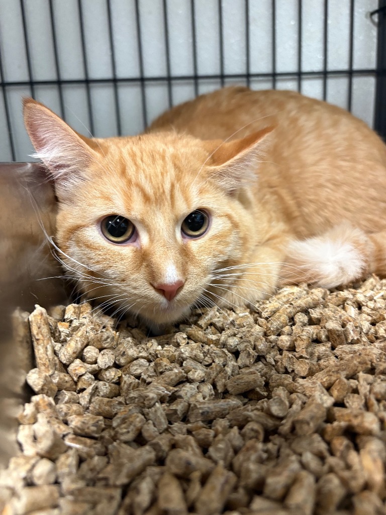 Albert, an adoptable Domestic Short Hair in Rock Springs, WY, 82901 | Photo Image 1