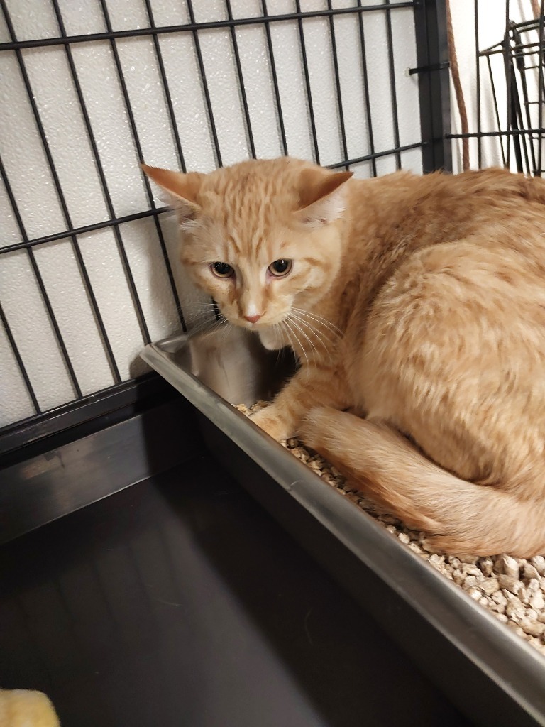 Albert, an adoptable Domestic Short Hair in Rock Springs, WY, 82901 | Photo Image 2