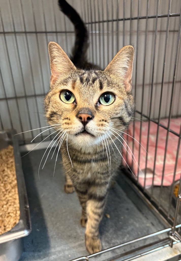 Angela Meow-tin, an adoptable Domestic Short Hair in Rock Springs, WY, 82901 | Photo Image 1