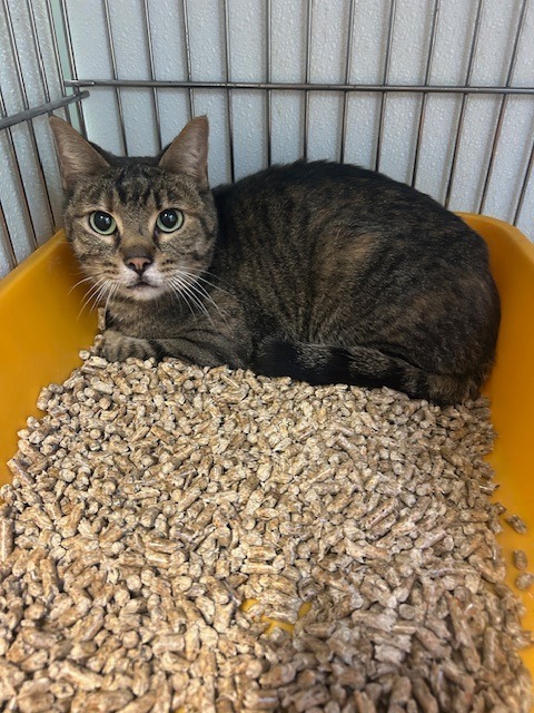 Angela Meow-tin, an adoptable Domestic Short Hair in Rock Springs, WY, 82901 | Photo Image 2
