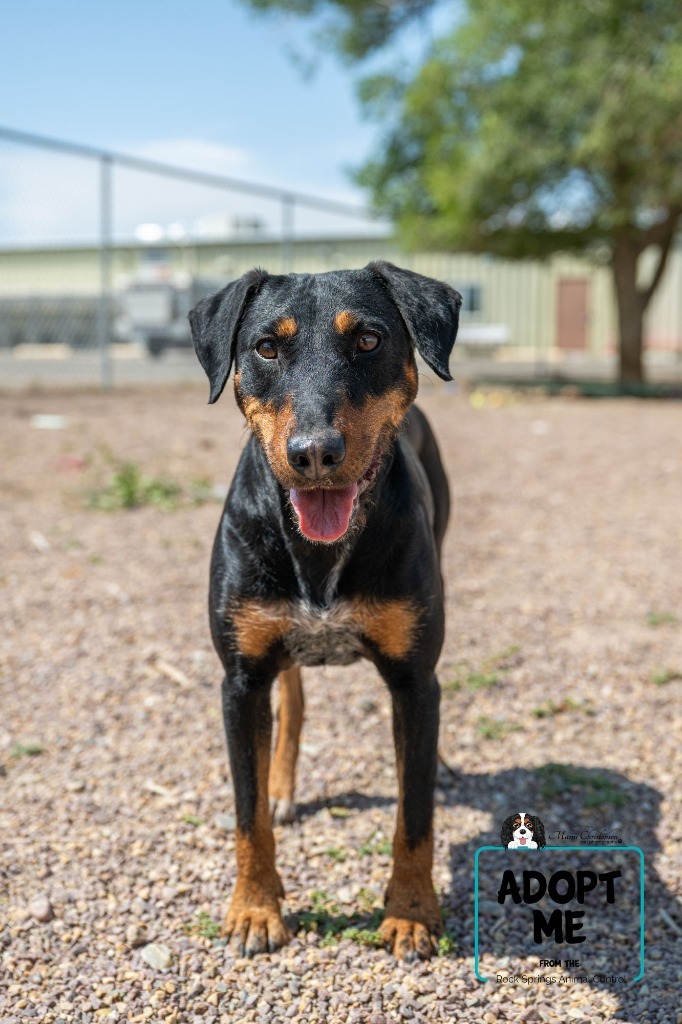 Freida, an adoptable Doberman Pinscher, Mixed Breed in Rock Springs, WY, 82901 | Photo Image 1