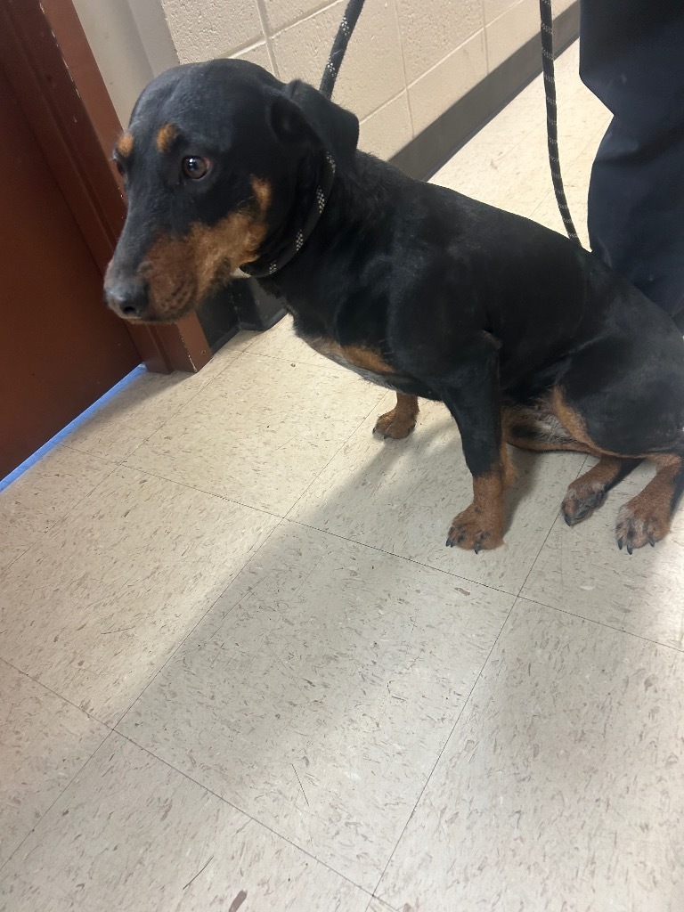 Freida, an adoptable Doberman Pinscher, Mixed Breed in Rock Springs, WY, 82901 | Photo Image 2