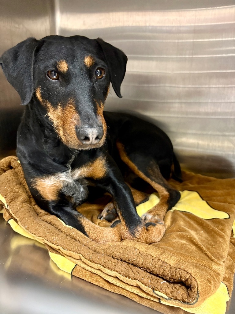 Freida, an adoptable Doberman Pinscher, Mixed Breed in Rock Springs, WY, 82901 | Photo Image 3
